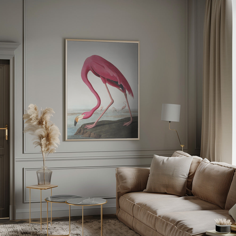 Pink Flamingo Ii From Birds of America (1827)