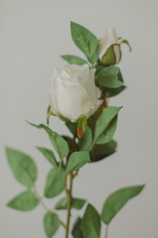 Classic Rose