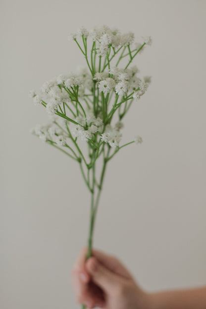 Babies Breath