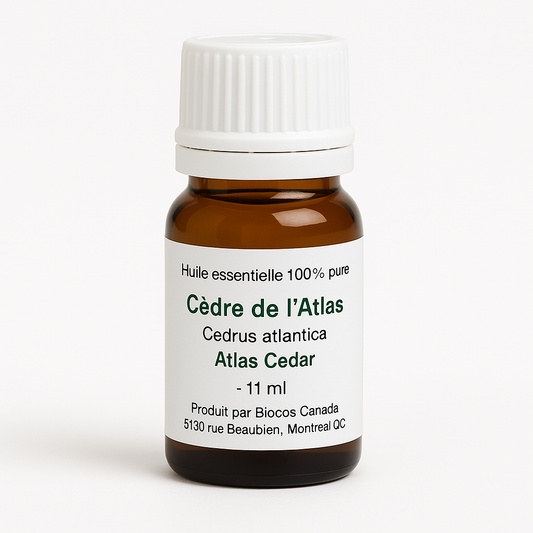 Cèdre de l'Atlas