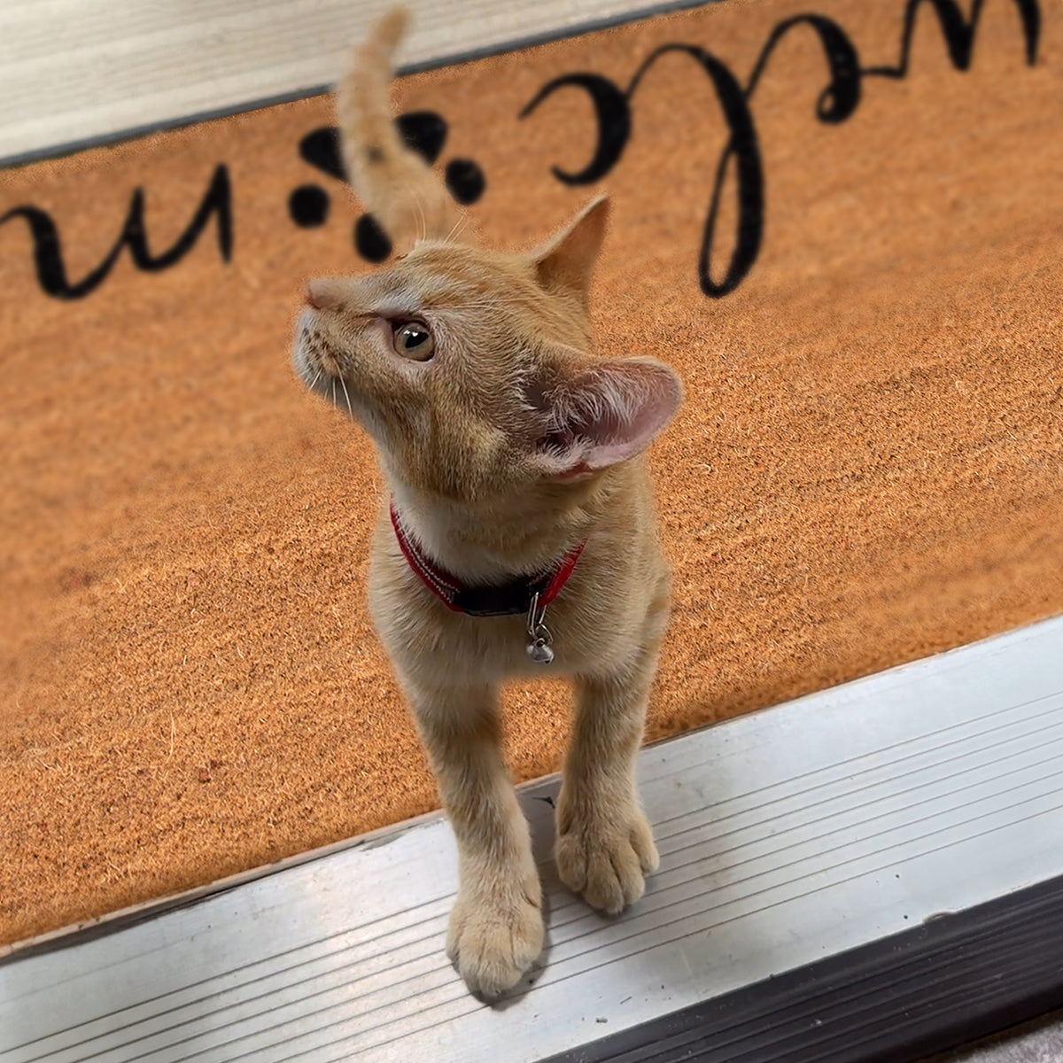 welcome + paw rectangular doormat set