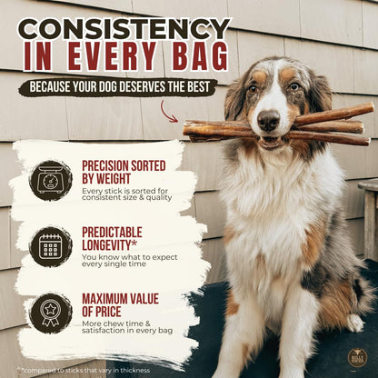 Bully Bunches Premium (12" Standard - 5 Pack) Odour-Free, Consistently Sized Bully Sticks for Medium Dogs - Long Lasting Oral Care Chews - All Natural Single Ingredient, Beef Dog Treat, No Rawhide 🍁 All In One Marketplace Canada