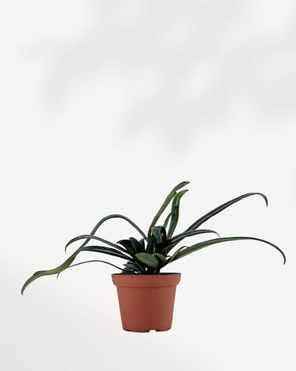 Blue Oil Fern