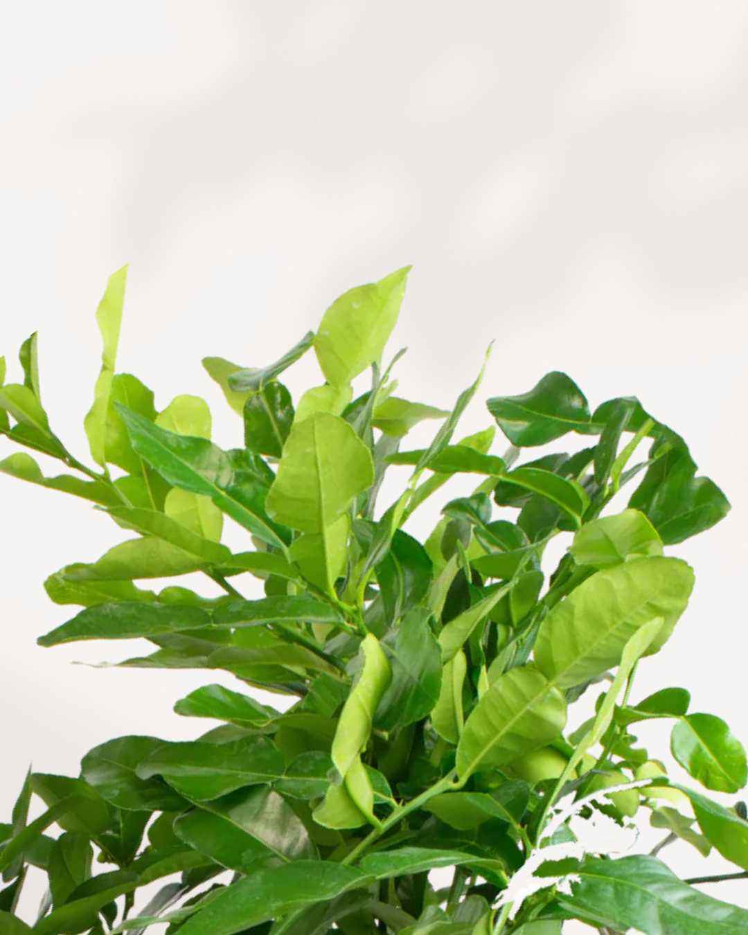 Citrus Kaffir Lime Tree
