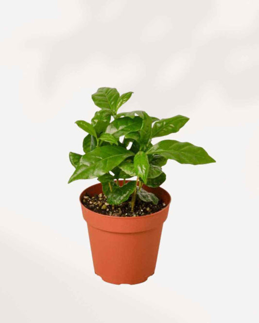 Coffee Plant