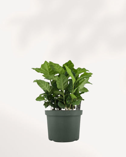 Coffee Plant