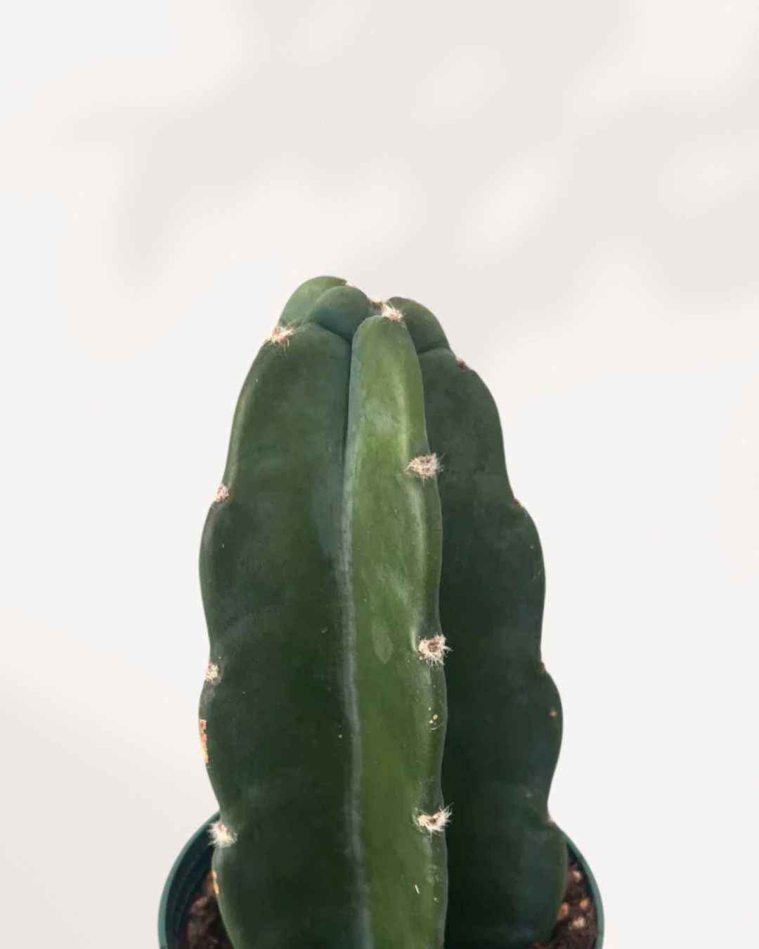 Cactus Cuddly