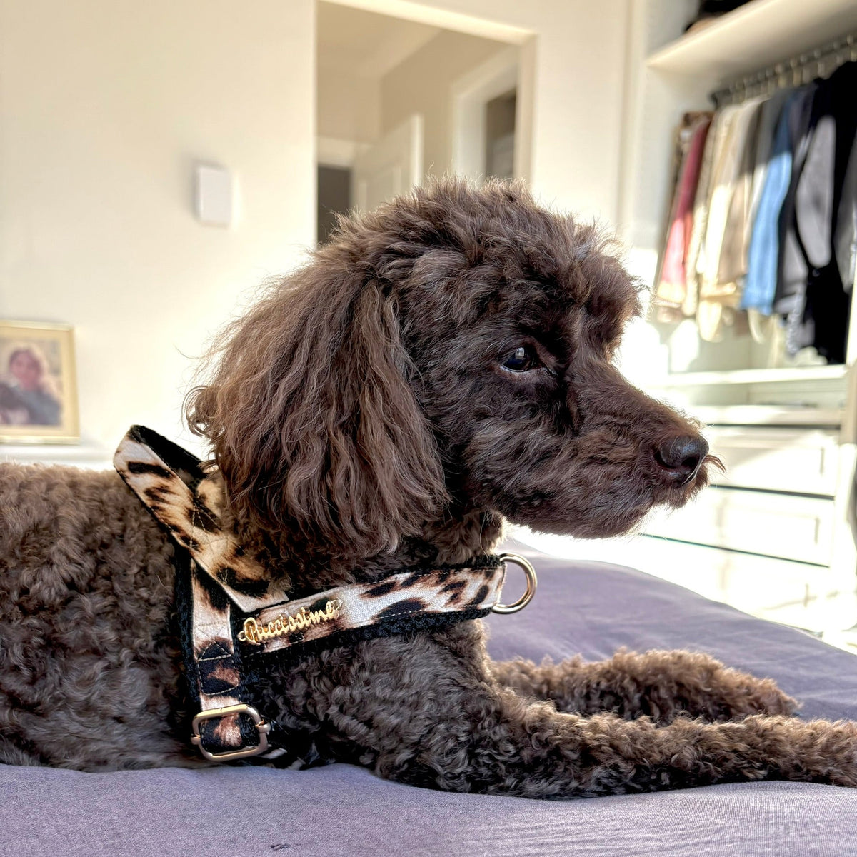 Leopard Leash with hands-free extension