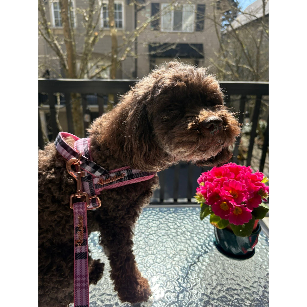 Blossom leash with hands-free extension
