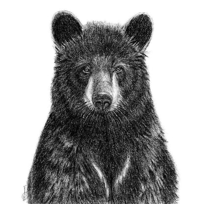 Black Bear Portrait  - Rigid Framed Canvas