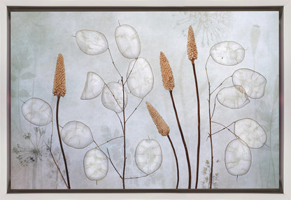 Lunaria