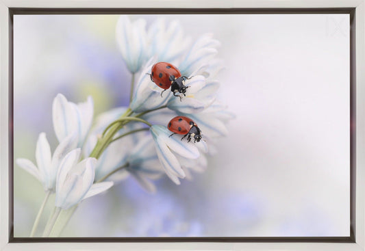 Wall art Ladybirds