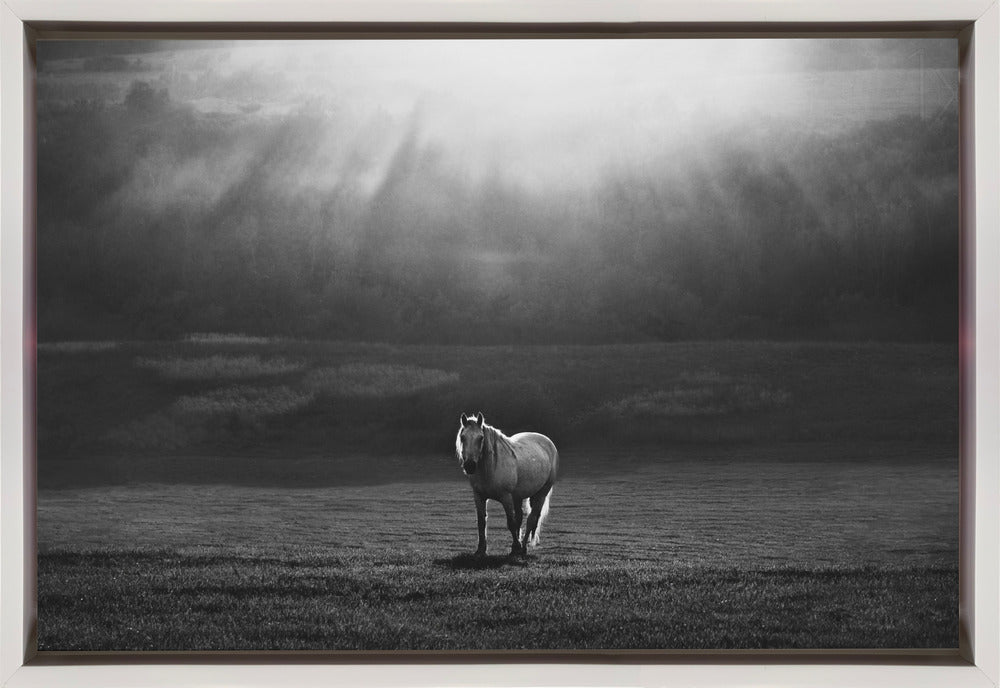Wall art morning appearance. Hourses