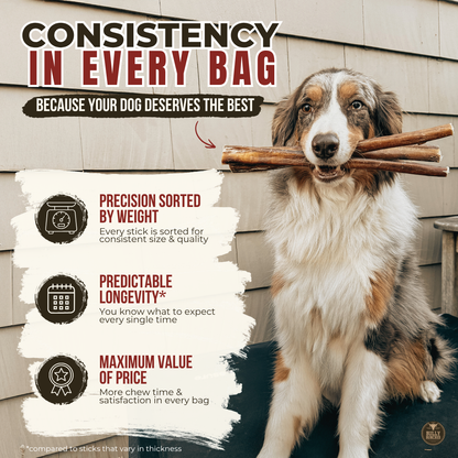 6 Inch Standard Bully Stick
