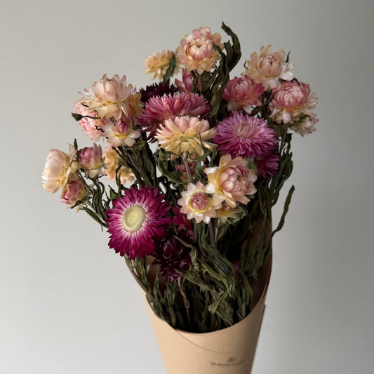 Immortelles roses