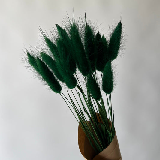 Lagurus vert forêt