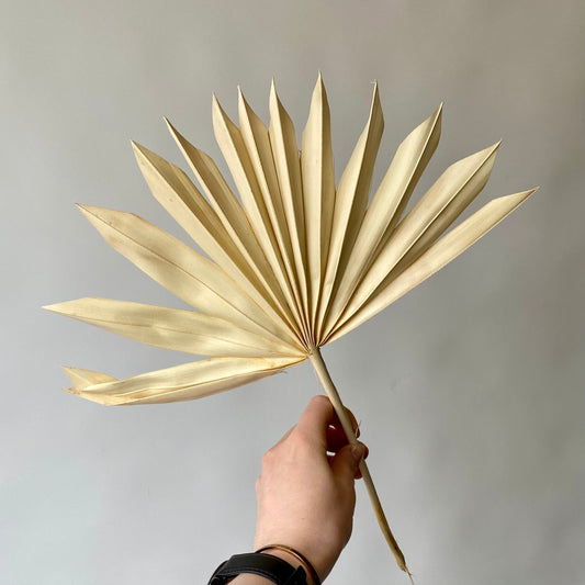 Palmetto blanc