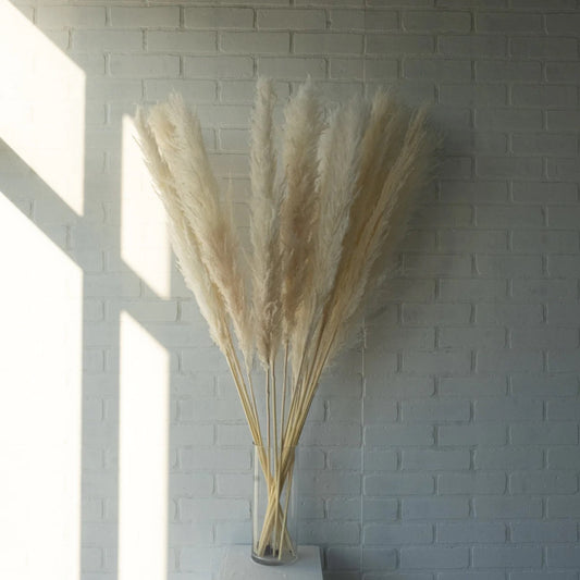 Pampas crème