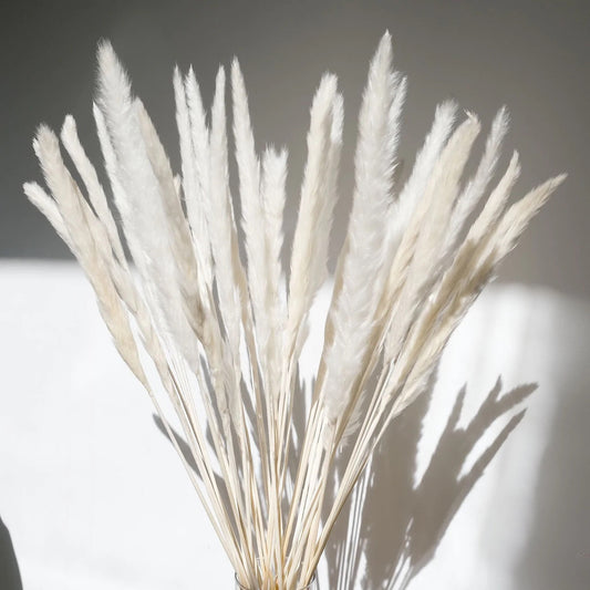Petit pampas blanc