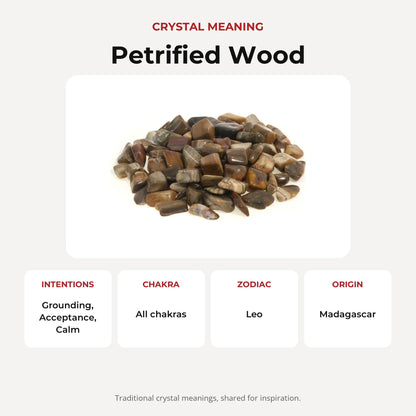 Petrified Wood Tumbled Stones - Madagascar
