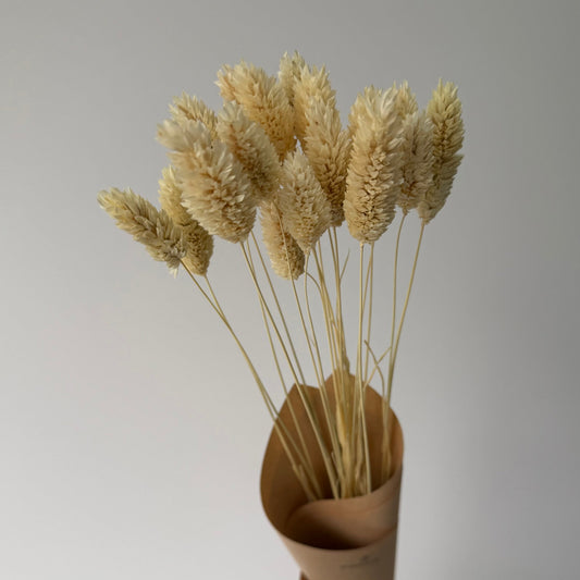 Phalaris blancs