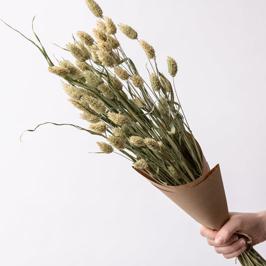 Phalaris