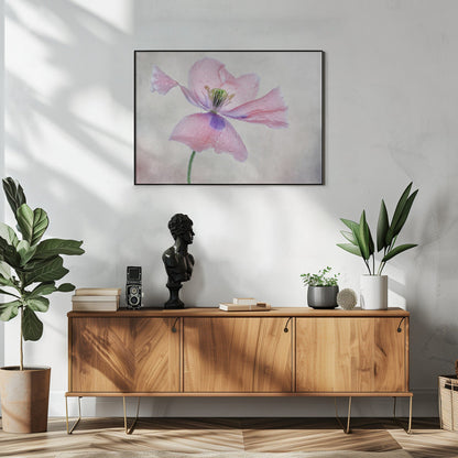 Pastel poppy