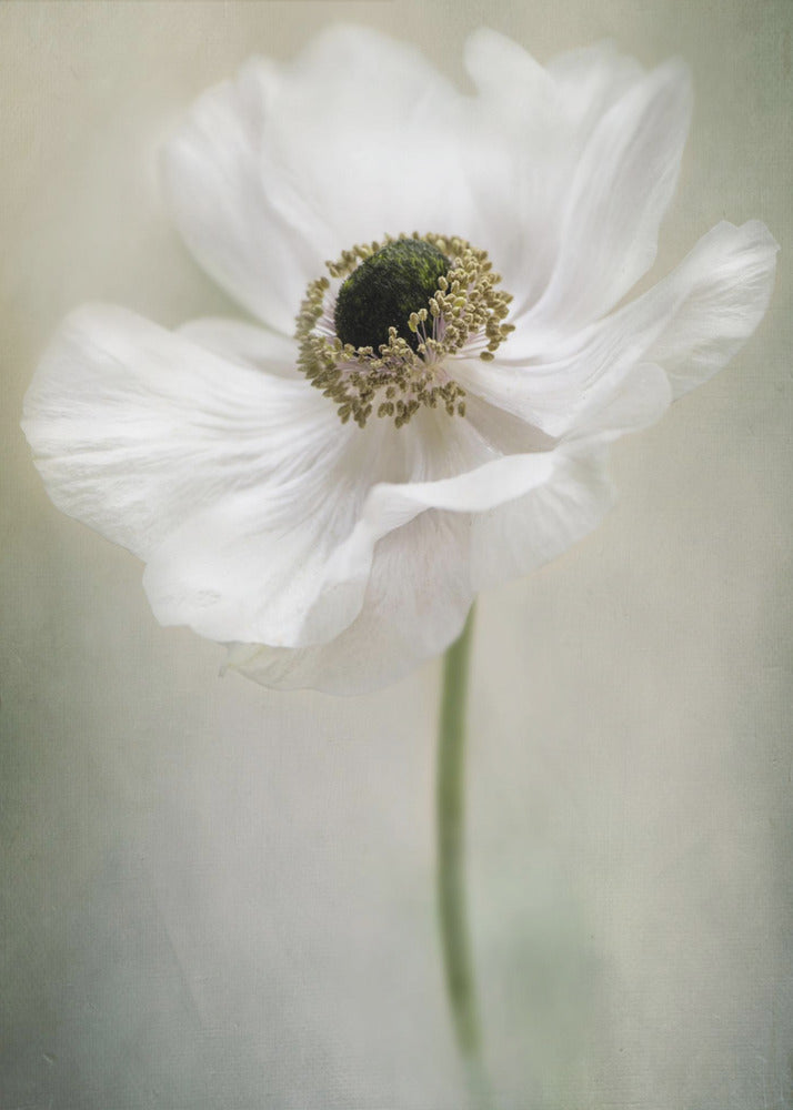 Single White