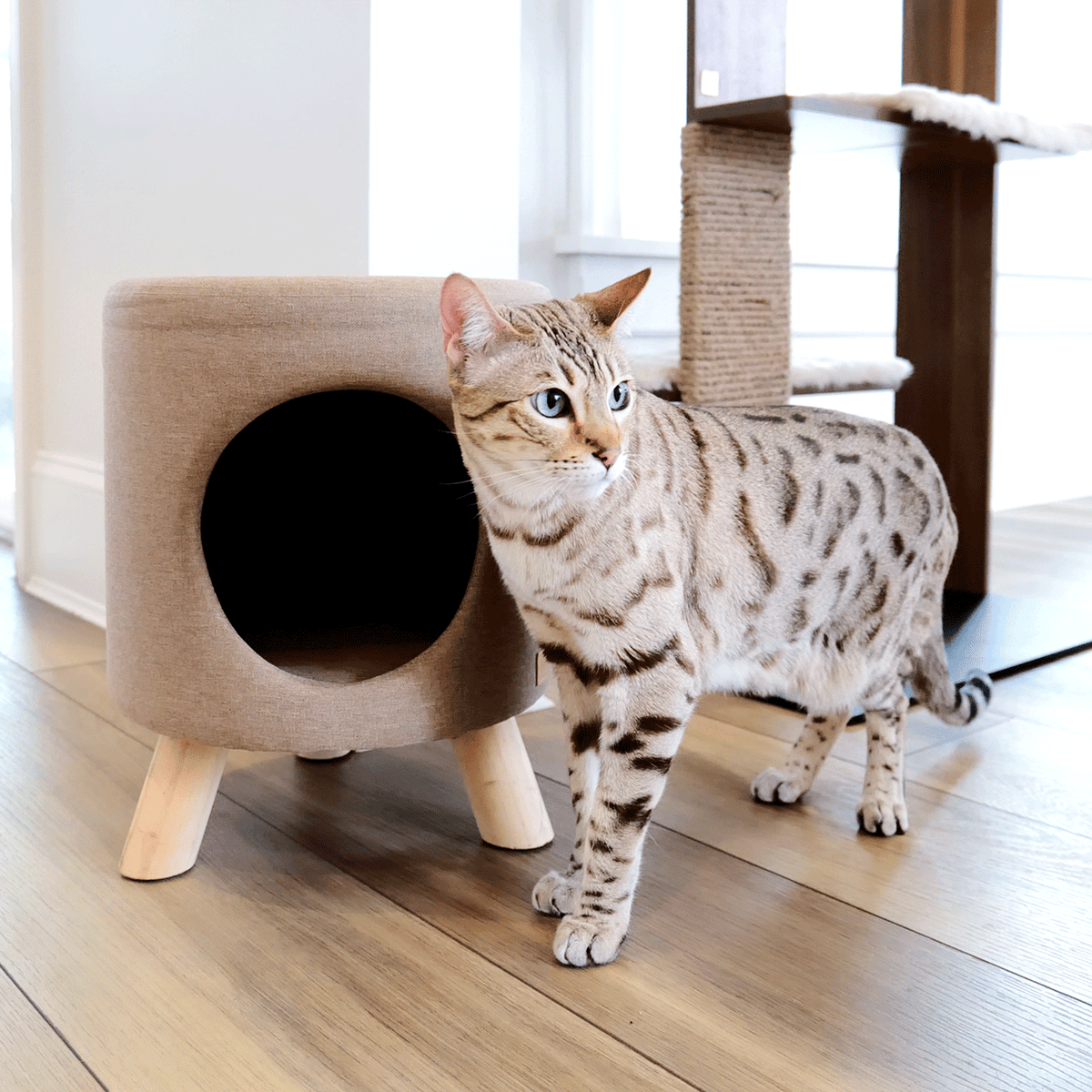 wallie pet stool