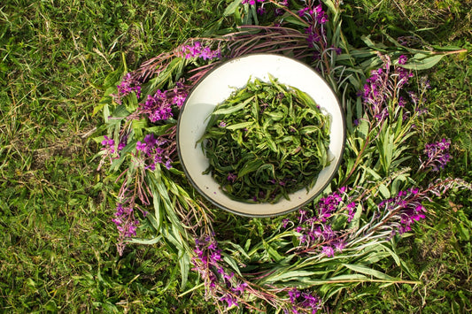 Wild-Harvested Canadian Fireweed Tea